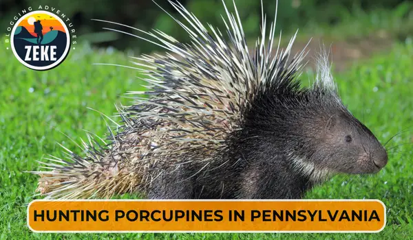 Hunting Porcupines in Pennsylvania