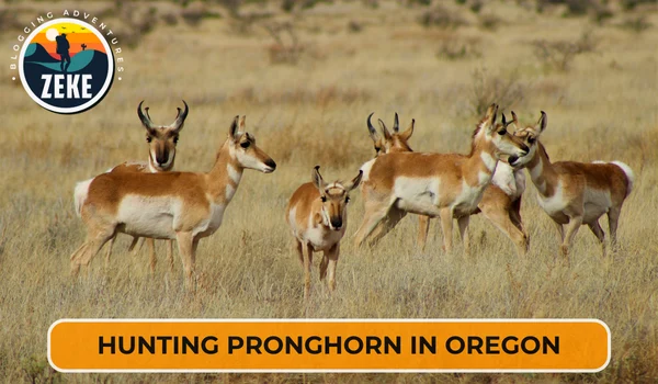 Hunting Pronghorn in Oregon