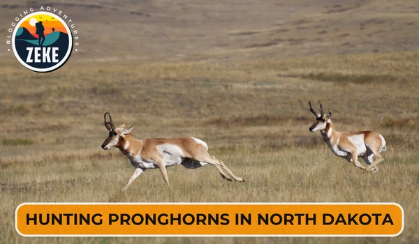 Hunting Pronghorns in North Dakota