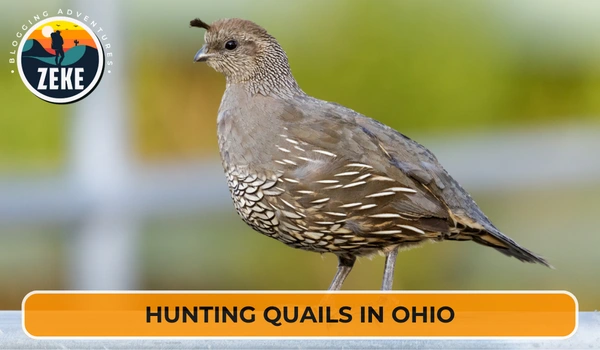 Hunting Quails in Ohio