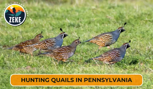 Hunting Quails in Pennsylvania