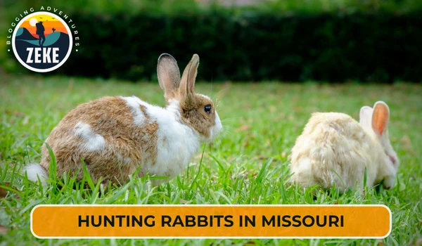 Hunting Rabbits in Missouri