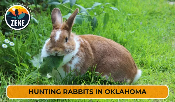 Hunting Rabbits in Oklahoma