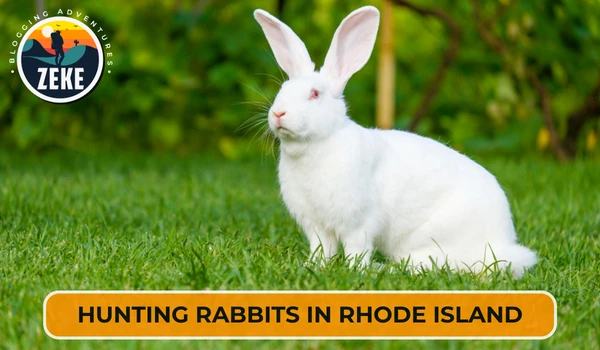 Hunting Rabbits in Rhode Island