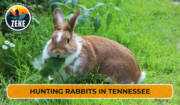 Hunting Rabbits in Tennessee