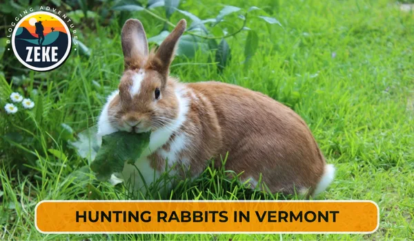 Hunting Rabbits in Vermont