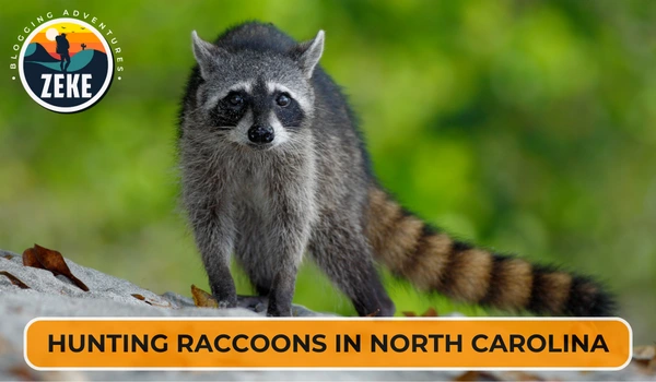 Hunting Raccoons in North Carolina