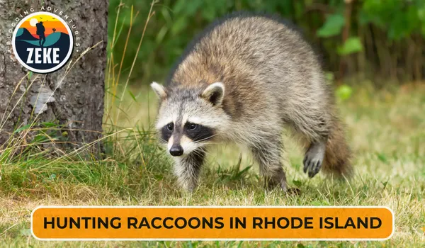Hunting Raccoons in Rhode Island