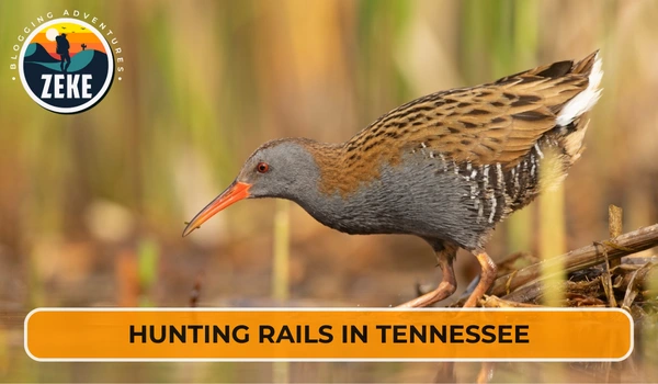 Hunting Rails in Tennessee