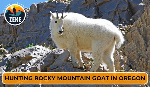 Hunting Rocky Mountain Goat in Oregon
