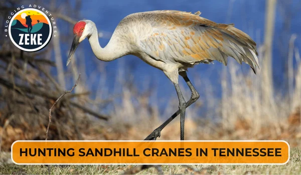Hunting Sandhill Cranes in Tennessee