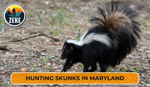Hunting Skunks in Maryland