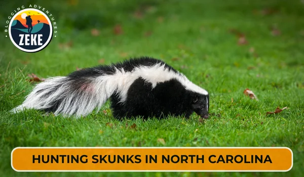 Hunting Skunks in North Carolina