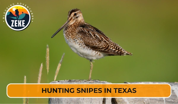 Hunting Snipes in Texas