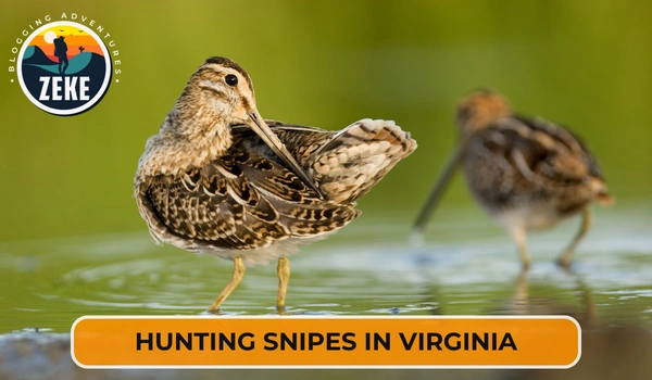 Hunting Snipes in Virginia