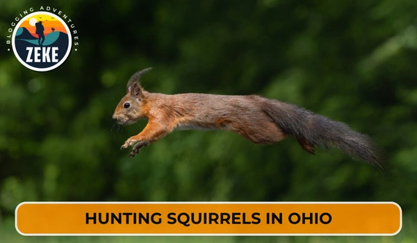 Hunting Squirrels in Ohio