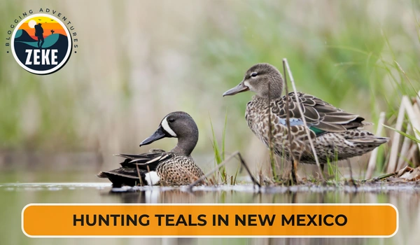 Hunting Teals in New Mexico