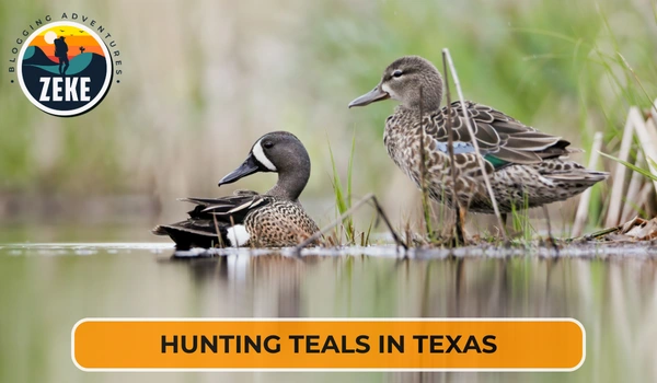 Hunting Teals in Texas