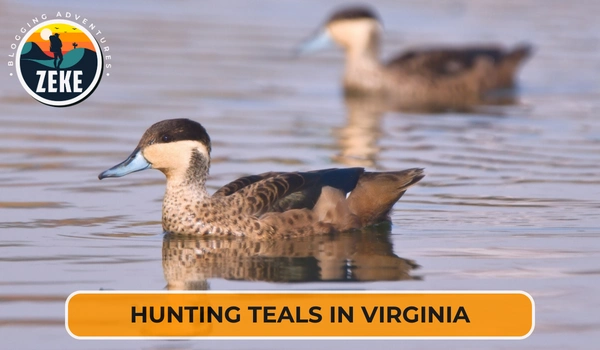 Hunting Teals in Virginia