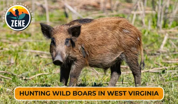 Hunting Wild Boars in West Virginia