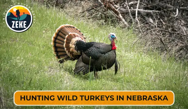 Hunting Wild Turkeys in Nebraska
