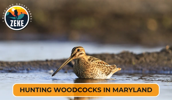 Hunting Woodcocks in Maryland