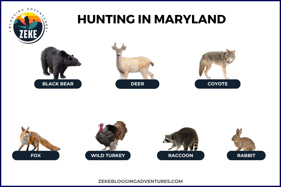 Hunting in Maryland