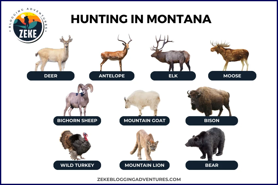 Hunting in Montana